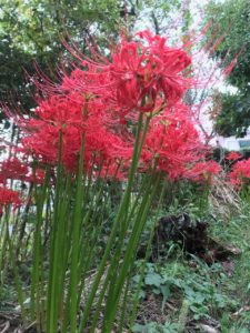 spider lilies