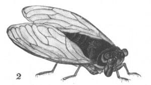 cicada