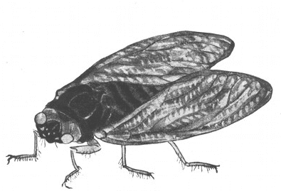 Story Time: Cicada by Lafcadio Hearn (Ep. 38) 3 Screenshot 2019 08 07 07.44.52